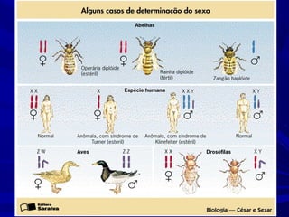 Anomalias genéticas na espécie humana