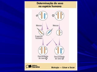Anomalias genéticas na espécie humana