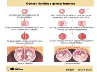 Anomalias genéticas na espécie humana