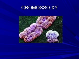 CROMOSSO XY
 