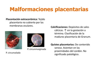 Malformaciones placentarias
Placentación extracoriónica: Tejido
placentario no cubierto por las
membranas ovulares.
P. circunmarginada
P. circunvalada
Calcificaciones: Depósitos de sales
cálcicas. ↑ en la gestación a
término. Clasificación de la
madurez placentaria de Granum.
Quistes placentarios: De contenido
seroso. Asientan en las
proximidades del cordón. No
significado patológico.
 