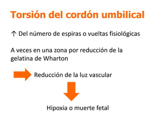 Torsión del cordón umbilical
↑ Del número de espiras o vueltas fisiológicas
A veces en una zona por reducción de la
gelatina de Wharton
Reducción de la luz vascular
Hipoxia o muerte fetal
 