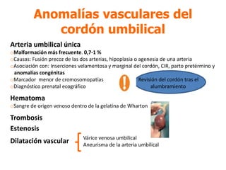 Anomalías vasculares del
cordón umbilical
Arteria umbilical única
oMalformación más frecuente. 0,7-1 %
oCausas: Fusión precoz de las dos arterias, hipoplasia o agenesia de una arteria
oAsociación con: Inserciones velamentosa y marginal del cordón, CIR, parto pretérmino y
anomalías congénitas
oMarcador menor de cromosomopatías Revisión del cordón tras el
oDiagnóstico prenatal ecográfico alumbramiento
Hematoma
oSangre de origen venoso dentro de la gelatina de Wharton
Trombosis
Estenosis
Dilatación vascular Várice venosa umbilical
Aneurisma de la arteria umbilical
 