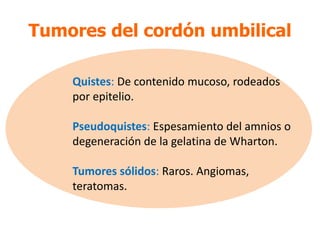 Quistes: De contenido mucoso, rodeados
por epitelio.
Pseudoquistes: Espesamiento del amnios o
degeneración de la gelatina de Wharton.
Tumores sólidos: Raros. Angiomas,
teratomas.
Tumores del cordón umbilical
 