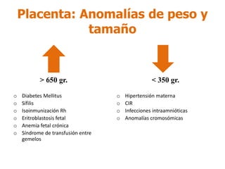 Placenta: Anomalías de peso y
tamaño
˃ 650 gr.
o Diabetes Mellitus
o Sífilis
o Isoinmunización Rh
o Eritroblastosis fetal
o Anemia fetal crónica
o Síndrome de transfusión entre
gemelos
˂ 350 gr.
o Hipertensión materna
o CIR
o Infecciones intraamnióticas
o Anomalías cromosómicas
 