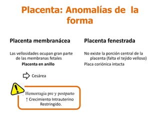 Placenta membranácea
Las vellosidades ocupan gran parte
de las membranas fetales
Placenta en anillo
Cesárea
↑ Hemorragia pre y postparto
↑ Crecimiento Intrauterino
___________Restringido.
Placenta: Anomalías de la
forma
Placenta fenestrada
No existe la porción central de la
placenta (falta el tejido velloso)
Placa coriónica intacta
 