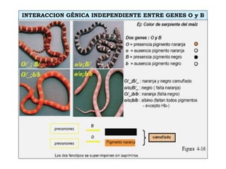 INTERACCION GÉNICA INDEPENDIENTE ENTRE GENES O y B
 