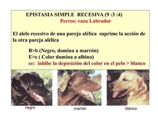 EPISTASIA SIMPLE RECESIVA (9 :3 :4)
Perros: raza Labrador
El alelo recesivo de una pareja alélica suprime la acción de
la otra pareja alélica
B>b (Negro, domina a marrón)
E>e ( Color domina a albino)
ee: inhibe la deposición del color en el pelo > blanco
negro marrón blanco
 