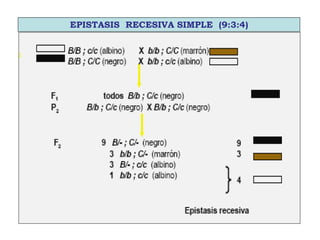 EPISTASIS RECESIVA SIMPLE (9:3:4)
 