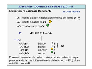 EPISTASIS DOMINANTE SIMPLE (12: 3:1)
 