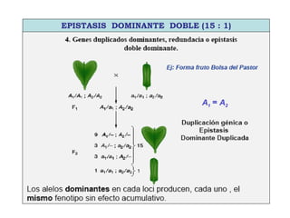 EPISTASIS DOMINANTE DOBLE (15 : 1)
 