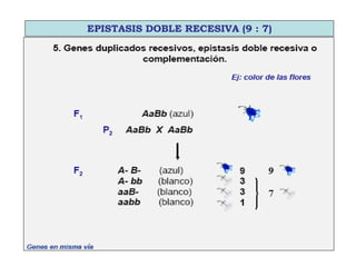 EPISTASIS DOBLE RECESIVA (9 : 7)
 