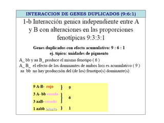 INTERACCION DE GENES DUPLICADOS (9:6:1)
 