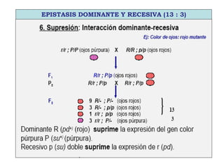 EPISTASIS DOMINANTE Y RECESIVA (13 : 3)
 