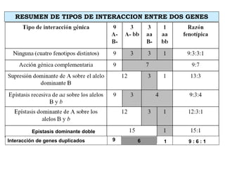 RESUMEN DE TIPOS DE INTERACCION ENTRE DOS GENES
Epistasis dominante doble
Interacción de genes duplicados 9 6 1 9 : 6 : 1
 