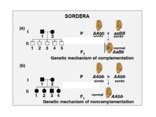 sordo sordo
normal
sordo sordo
normal
 