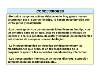 - No todos los genes actúan aisladamente. Hay genes que no
determinan por sí solo un fenotipo, lo hacen en conjunción con
Otros genes y el ambiente.
- Los casos genéticos generalmente identifican un fenotipo con
un genotipo dado de un gen. Esto es solamente a efectos de
facilitar el análisis genético, de aislar y estudiar los componentes
individuales de cualquier proceso biológico.
- La interacción génica se visualiza genéticamente por las
modificaciones que produce en las proporciones de la
progenie respecto a las esperadas cuando no hay interacción.
- Los genes pueden interactuar de modos diversos: supresión
complementación, modificación, etc...
CONCLUSIONES
 
