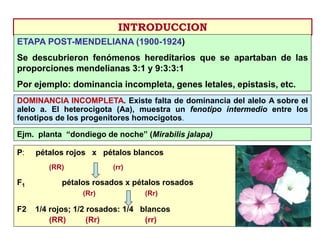 INTRODUCCION
ETAPA POST-MENDELIANA (1900-1924)
Se descubrieron fenómenos hereditarios que se apartaban de las
proporciones mendelianas 3:1 y 9:3:3:1
Por ejemplo: dominancia incompleta, genes letales, epistasis, etc.
DOMINANCIA INCOMPLETA. Existe falta de dominancia del alelo A sobre el
alelo a. El heterocigota (Aa), muestra un fenotipo intermedio entre los
fenotipos de los progenitores homocigotos.
P: pétalos rojos x pétalos blancos
(RR) (rr)
F1 pétalos rosados x pétalos rosados
(Rr) (Rr)
F2 1/4 rojos; 1/2 rosados: 1/4 blancos
(RR) (Rr) (rr)
Ejm. planta “dondiego de noche” (Mirabilis jalapa)
 