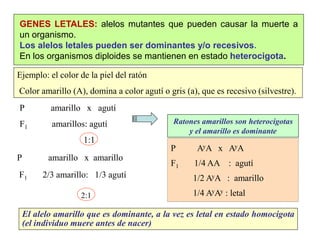 GENES LETALES: alelos mutantes que pueden causar la muerte a
un organismo.
Los alelos letales pueden ser dominantes y/o recesivos.
En los organismos diploides se mantienen en estado heterocigota.
Ejemplo: el color de la piel del ratón
Color amarillo (A), domina a color agutí o gris (a), que es recesivo (silvestre).
P amarillo x agutí
F1 amarillos: agutí
1:1
P AyA x AyA
F1 1/4 AA : agutí
1/2 AyA : amarillo
1/4 AyAy : letal
Ratones amarillos son heterocigotas
y el amarillo es dominante
El alelo amarillo que es dominante, a la vez es letal en estado homocigota
(el individuo muere antes de nacer)
P amarillo x amarillo
F1 2/3 amarillo: 1/3 agutí
2:1
 