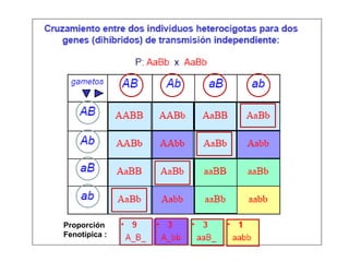 Proporción
Fenotípica :
 