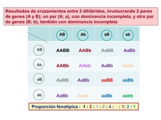 Proporción fenotípica : 1 : 2 : 1 : 2 : 4 : 2 : 1: 2 : 1
AB Ab aB ab
AB AABB AABb AaBB AaBb
Ab AABb AAbb AaBb Aabb
aB AaBB AaBb aaBB aaBb
ab AaBb Aabb aaBb aabb
Resultados de cruzamientos entre 2 dihíbridos, involucrando 2 pares
de genes (A y B); un par (A; a), con dominancia incompleta, y otro par
de genes (B; b), también con dominancia incompleta
 