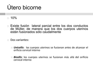 Útero bicorne
 10%
 Existe fusión lateral parcial entre los dos conductos
de Müller, de manera que los dos cuerpos uterinos
están fusionados sólo caudalmente
 Dos variantes:
 Unicollis: los cuerpos uterinos se fusionan antes de alcanzar el
orificio cervical interno
 Bicollis: los cuerpos uterinos se fusionan más allá del orificio
cervical interno
 