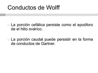  La porción cefálica persiste como el epoóforo
de el hilio ovárico.
 La porción caudal puede persistir en la forma
de conductos de Gartner.
Conductos de Wolff
 