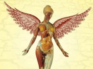 Anomalias mullerianas 