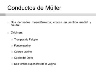 Conductos de Müller
 Dos derivados mesodérmicos; crecen en sentido medial y
caudal.
 Originan:
 Trompas de Falopio
 Fondo uterino
 Cuerpo uterino
 Cuello del útero
 Dos tercios superiores de la vagina
 