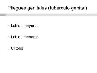 Pliegues genitales (tubérculo genital)
 Labios mayores
 Labios menores
 Clítoris
 