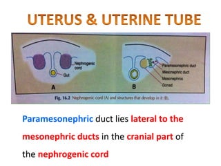 Anomalies of Female Reproductive System (Embryology-uterus, uterine t…