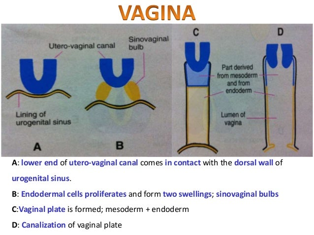 Anomalies Of Female Reproductive System Embryology uterus Uterine T Anomalies Of Female Reproductive System Embryology uterus Uterine T