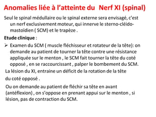 Anomalies liée à l’atteinte du Nerf XI (spinal)
Seul le spinal médullaire ou le spinal externe sera envisagé, c’est
un nerf exclusivement moteur, qui innerve le sterno-cléido-
mastoïdien ( SCM) et le trapèze .
Etude clinique :
 Examen du SCM ( muscle fléchisseur et rotateur de la tête): on
demande au patient de tourner la tête contre une résistance
appliquée sur le menton , le SCM fait tourner la tête du coté
opposé , en se raccourcissant , palper le bombement du SCM.
La lésion du XI, entraine un déficit de la rotation de la tête
du coté opposé .
Ou on demande au patient de fléchir sa tête en avant
(antéflexion) , on s’oppose en prenant appui sur le menton , si
lésion, pas de contraction du SCM.
 