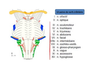 12 paires de nerfs crâniens
 