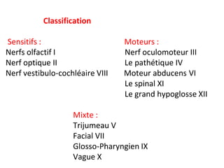 Classification
Sensitifs : Moteurs :
Nerfs olfactif I Nerf oculomoteur III
Nerf optique II Le pathétique IV
Nerf vestibulo-cochléaire VIII Moteur abducens VI
Le spinal XI
Le grand hypoglosse XII
Mixte :
Trijumeau V
Facial VII
Glosso-Pharyngien IX
Vague X
 