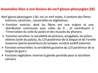 Anomalies liées à une lésions du nerf glosso-pharyngien (IX)
Nerf glosso-pharyngien ( IX): est un nerf mixte, il contient des fibres
motrices, sensitives , sensorielles et végétatives.
 Fonction motrice: dont les fibres ont une origine et une
distribution communes avec celles du X , et contribuent à
l’innervation du voile du palais et des muscles du pharynx.
 Fonction sensitive: la sensibilité du pharynx, amygdales, les piliers
vélaires (voile du palais), du 1/3 postérieur de la langue et de l’oreille
moyenne (partie postérieurs du tympan, conduit auditif externe).
 Fonction sensorielles: la sensibilité gustative du 1/3 postérieur de la
langue (le gout )
 Fonction végétative: innerve la glande parotide pour la sécrétion
salivaire
 