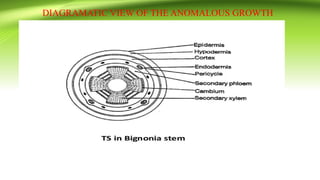DIAGRAMATIC VIEW OF THE ANOMALOUS GROWTH
 
