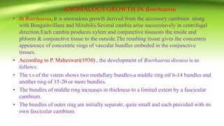 ANOMALOUS GROWTH IN Boerhaavia
• In Boerhaavia, it is anomalous growth derived from the accessory cambium along
with Bougainvillaea and Mirabilis.Several cambia arise successiuvely in centrifugal
direction.Each cambia produces xylem and conjunctive tissuesto the inside and
phloem & conjunctive tissue to the outside.The resulting tissue gives the concentric
appearence of concentric rings of vascular bundles embeded in the conjunctive
tissues.
• According to P. Maheswari(1930) , the development of Boerhaavia dissusa is as
follows:
• The t.s of the vstem shows two medullary bundles-a middle ring oif 6-14 bundles and
another ring of 15-20 or more bundles.
• The bundles of middle ring increases in thickness to a limited extent by a fascicular
cambium.
• The bundles of outer ring are initially separate, quite small and each provided with its
own fascicular cambium.
 