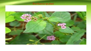 Boerhaavia sp plant
 