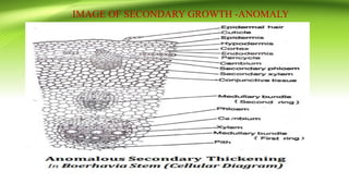 IMAGE OF SECONDARY GROWTH -ANOMALY
 