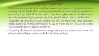 MODE OF DEVELOPMENT
• The fascicular cambia of the bundles become interconnected by interfascicular
cambium of the bundles become interconnected by interfascicular cambial areas
producing a cylindrical meristematic zone which gives rise to interfascicular
parenchymatous or slightly prosenchymatous ground tissues between the bundles.
• Thereafter, the cambium ceases to function and new meristem arises in the secondary
parenchymatous or prosenchymatous tissue to which the first has given on the
outside and the process repeats at interval.
• Frequently, the successive cambia are ontogenetically interrelated , in the sister cells
of one cambium layer become cambial cells of another layer.
 