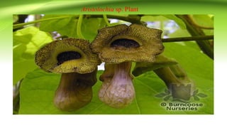 Aristolochia sp. Plant
 