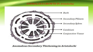 ANOMALOUS GROWTH IN Aristolochia
 