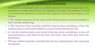 WHAT HAPPENS IN Aristolochia
• Aristolochia, a dutchman's pipe is a climber belongs to Aristolochiaceae enjoys the
anomalous secondary growth due to its climbing actvity.Here, the cambium is normal
in structure but abnormal in function.The sequence of the growth pattern is as
follows.
• i. The cambial ring forms by the union of the interfascicular & fascicular bundles to
form vascular cambial ring.
• ii.The function of the vascular cambium ring becomes anomalous where the
intrafascicular cut off xylem & phloem as usual external and internal side.
• iii. but the interfascicular zone insted of giving xylem and phloem, it cuts off
parenchymatous cells both on the inner and outer sides, thus they form like
parenchyma.
• The new cambial segments constantly form the rays of parenchyma, thus increasing
the diameter.
 