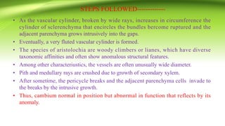 STEPS FOLLOWED-------------
• As the vascular cylinder, broken by wide rays, increases in circumference the
cylinder of sclerenchyma that encircles the bundles bercome ruptured and the
adjacent parenchyma grows intrusively into the gaps.
• Eventually, a very fluted vascular cylinder is formed.
• The species of aristolochia are woody climbers or lianes, which have diverse
taxonomic affinities and often show anomalous structural features.
• Among other characteriustics, the vessels are often unusually wide diameter.
• Pith and medullary rays are crushed due to growth of secondary xylem.
• After sometime, the pericycle breaks and the adjacent parenchyma cells invade to
the breaks by the intrusive growth.
• Thus, cambium normal in position but abnormal in function that reflects by its
anomaly.
 