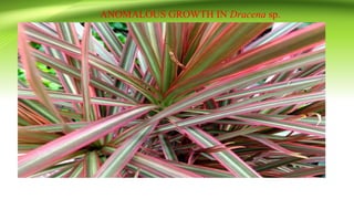 ANOMALOUS GROWTH IN Dracena sp.
 