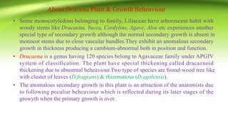 About Dracena Plant & Growth Beheaviour
• Some monocotyledons belonging to family, Liliaceae have arborescent habit with
woody stems like Dracaena, Yucca, Cordyline, Agave, Aloe etc experiences another
special type of secondary growth although the normal secondary growth is absent in
monocot stems due to close vascular bundles.They exhibit an anomalous secondary
growth in thickness producing a cambium-abnormal both in position and function.
• Dracaena is a genus having 120 species belong to Agavaceae family under APGIV
system of classification. The plant have special thickening called dracaenoid
thickening due to abnormal beheaviour.Two type of species are found-wood tree like
with cluster of leaves (D.fragrans) & rhizomatous (D.agolensis).
• The anomalous secondary growth in this plant is an attraction of the anatomists due
to following peculiar beheaviour which is reflected during its later stages of the
growyth when the primary growth is over.
 