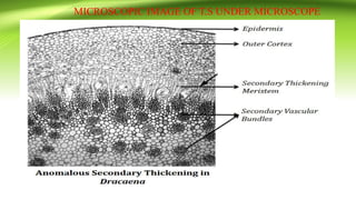 MICROSCOPIC IMAGE OF T.S UNDER MICROSCOPE
 