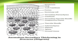 ANATOMY OF Dracaena sp.
 