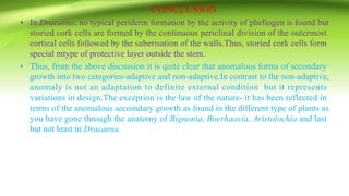 CONCLUSION
• In Dracaena, no typical periderm formation by the activity of phellogen is found but
storied cork cells are formed by the continuous periclinal division of the outermost
cortical cells followed by the suberisation of the walls.Thus, storied cork cells form
special mtype of protective layer outside the stem.
• Thus, from the above discussion it is quite clear that anomalous forms of secondary
growth into two categories-adaptive and non-adaptive.In contrast to the non-adaptive,
anomaly is not an adaptation to definite external condition but it represents
variations in design.The exception is the law of the nature- it has been reflected in
terms of the anomalous secoindary growth as found in the different type of plants as
you have gone through the anatomy of Bignonia, Boerhaavia, Aristolochia and last
but not least in Dracaena.
 